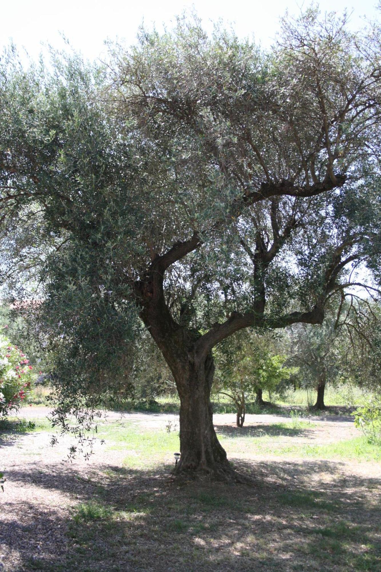 Appartamento L' Antico Ulivo Iglesias Esterno foto