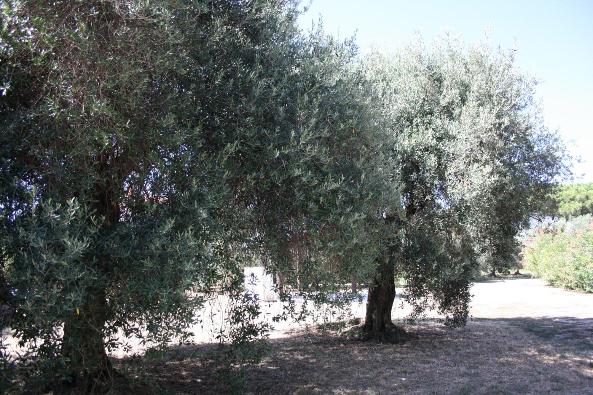 Appartamento L' Antico Ulivo Iglesias Esterno foto