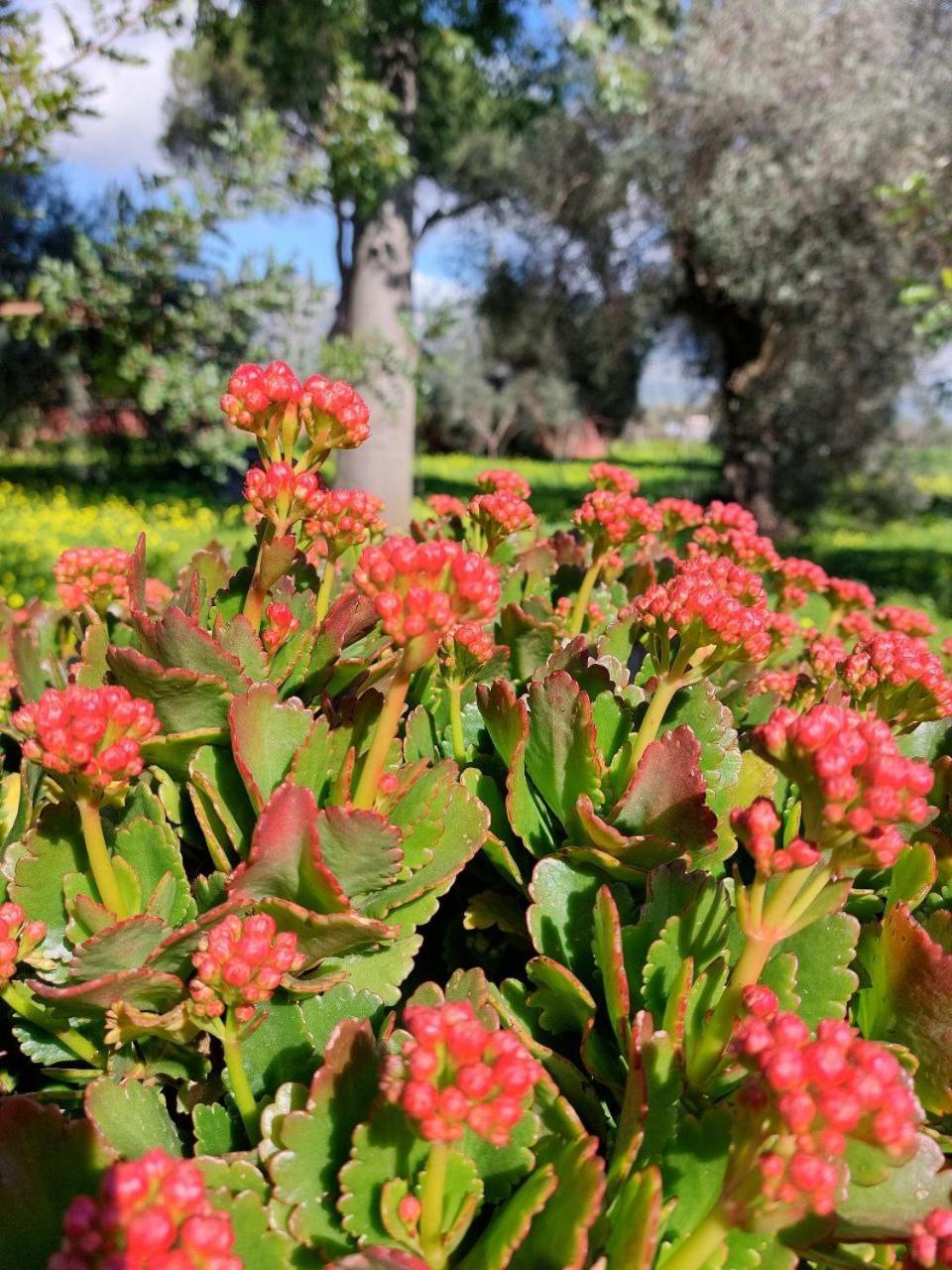 Appartamento L' Antico Ulivo Iglesias Esterno foto